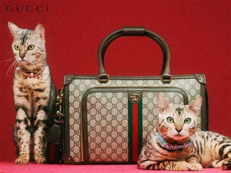 gucci cat print dress|Designer Pet Collection .